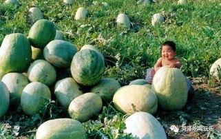 山东吃瓜事件近期,一场网络热议背后的真相与反思