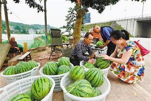 重庆黔江吃瓜事件真相,真相与反思