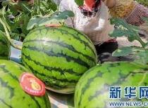 临县吃瓜事件最新爆料信息