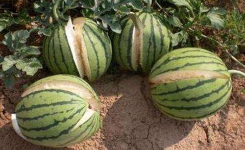 桂林网红吃瓜事件真相,揭秘背后真相与网络舆论风暴