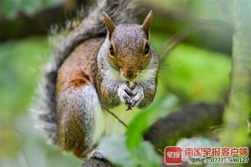 南宁三只松鼠吃瓜事件