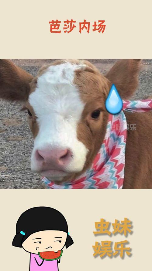 抖音吃瓜恶心事件,揭秘网络恶搞背后的真相与反思