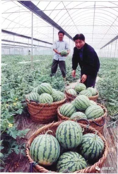 东营初九吃瓜事件