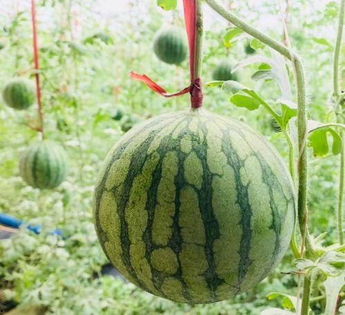 潍坊员工吃瓜事件真相是真的吗,真相揭秘，还原事件始末