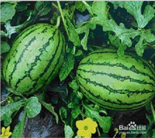 福建近期热门吃瓜事件真相,一场跨越季节的误会