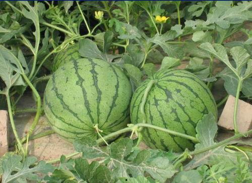 三门峡人民吃瓜事件,一场引发全民热议的网络狂欢